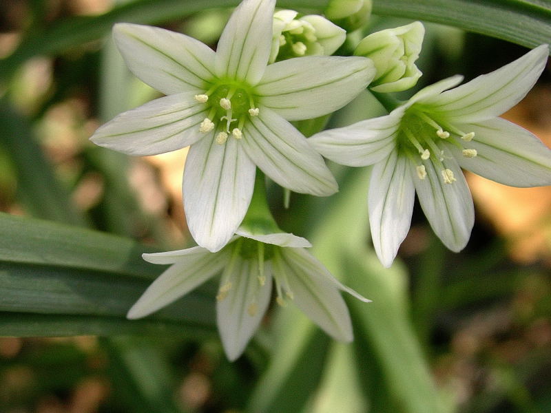 Allium pendulinum / Aglio pendolino